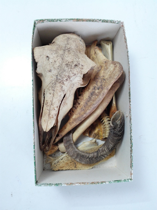 cajas huesos cabra perro fauna taxidermia 1u